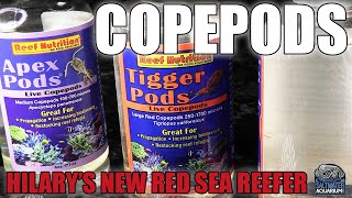 Adding COPEPODS to Your Saltwater Aquarium  Hilarys New Red Sea Reefer [upl. by Sisi]