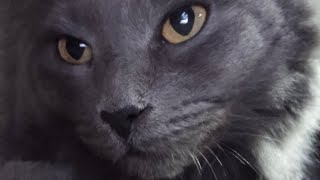 FOOD RIGHT MEOW Im hungry Mom Better with sound 🤣youtubecats shorts catsofyoutube cats [upl. by Evers]