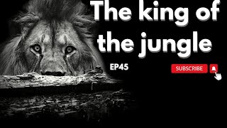 EP 45 The king of the jungle Exploring the Fate of Lions and Captive Breeding in South Africa [upl. by Khalin]