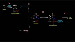 Glycerophospholipid Synthesis Part 1 of 4  Introduction [upl. by Ynohtnaed]