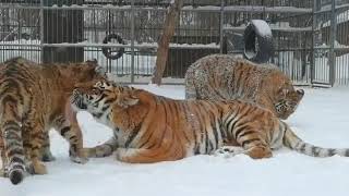 Singing Amur tiger cub  2 [upl. by Leonora]