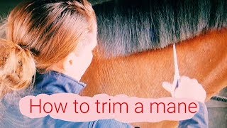 TOP TIPS FRIDAY HOW TO TRIM A MANE [upl. by Gladwin760]