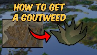 Goutweed Quick Guide  How to get a Goutweed OSRS [upl. by Sanchez128]