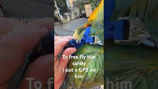 MACAW Free FLYING WITH BACKPACK GPS [upl. by Cleopatre]