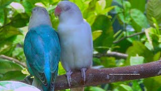 The Sounds of Lovebirds  Blue Opaline amp Albino  Lovebird Singing in the Morning [upl. by Daffy]