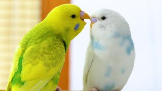 Budgie Sounds for Lonely Budgies [upl. by Pail]