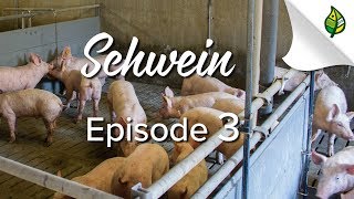 SCHWEIN 38  Die Mast vom Ferkel zum Mastschwein [upl. by Scott724]