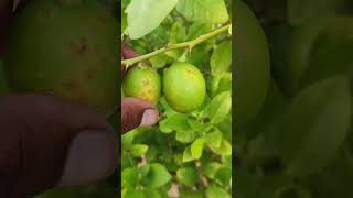 Citrus canker  सिट्रस केंकर रोग  नींबू का एक खतरनाक रोग [upl. by Neeliak]