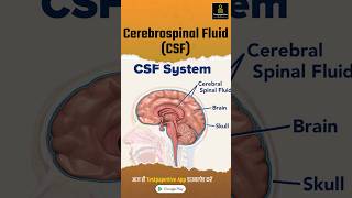 Cerebrospinal Fluid CSF csf cerebrospinalfluid nursing testpaperlive shortvideo [upl. by Annaear185]