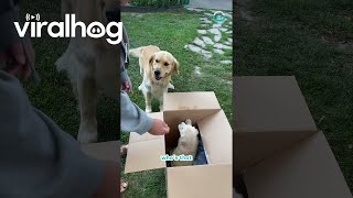 Golden Retriever Unboxes Brand New Bestie  ViralHog [upl. by Arakat348]