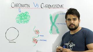 Chromatin vs Chromosome  An important concept of biology [upl. by Nivan]