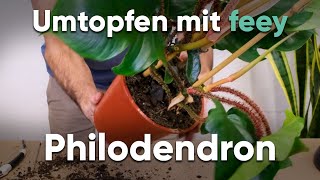 Wie topfe ich einen Philodendron um  Umtopfen mit feey [upl. by Nednyl]