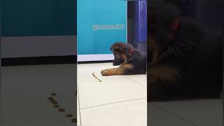 Leo Learn To Stay  German shepherd  Puppy dogs puppy [upl. by Mintun]