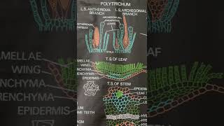 Morphology of Polytrichumpolytrichumsaprophytebryophytes [upl. by Ainirtak]