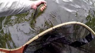 Fly fishing for grayling on the River Teme [upl. by Bryan]