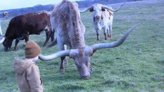 Texas Longhorns  Longhorn Cattle Ranch  Stark Ranch [upl. by Allenad156]