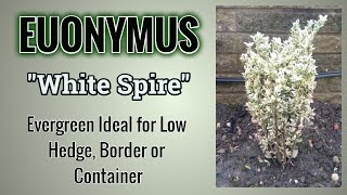 How To Grow Euonymus quotWhite Spirequot Advice You Need To Know [upl. by Eeraj52]