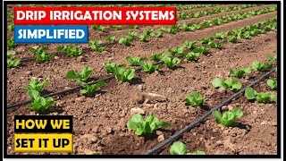 Farming in Zambia Drip Irrigation Systems Simple Direct and Costeffective [upl. by Kuebbing]