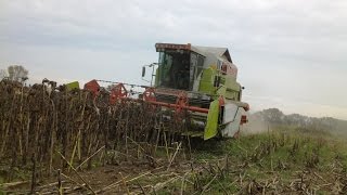 Sonnenblumen dreschen mit Claas Dominator 108 SL Maxi und Claas C510 [upl. by Sset]