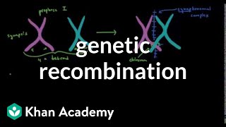 Genetic recombination 1  Biomolecules  MCAT  Khan Academy [upl. by Aletse]