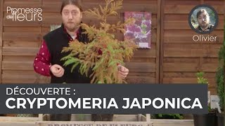 Découverte  le cryptomeria japonica [upl. by Eindys]