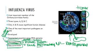 Influenza Virus [upl. by Sidonia]