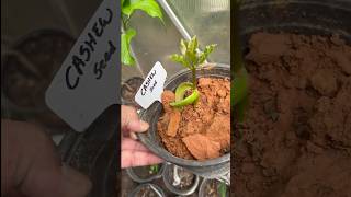 Goa Cashew Seed Seedling Growing fruit [upl. by Frederica930]