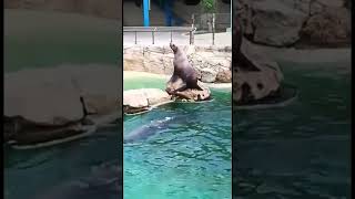 otaries au zoo shortvideo shortwithzita otarie animal mer zoo mammal mignon cute [upl. by Andrew]