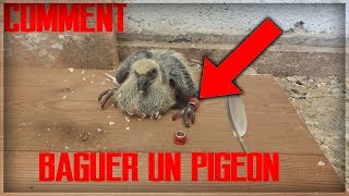 TUTO COMPLETCOMMENT BAGUER UN PIGEON [upl. by Nomelihp367]