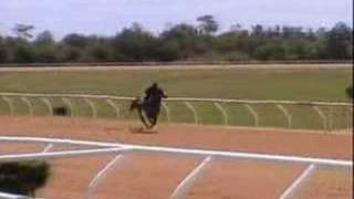 Thoroughbred Race Horses in training Ocala 2007 [upl. by Neu]