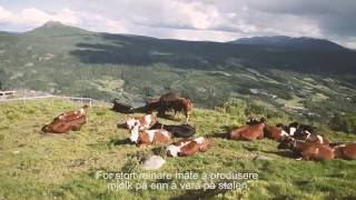 Film Tinemelk Stølsmjølk «Livet på stølen i Valdres» [upl. by Ianthe]