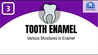 TOOTH ENAMEL VARIOUS STRUCTURES IN ENAMEL [upl. by Aihppa]