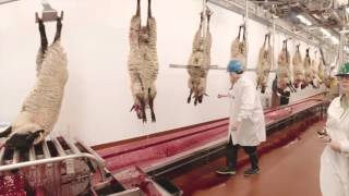 Video Tour of a Lamb Plant Featuring Temple Grandin [upl. by Delaine]