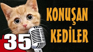 Konuşan Kediler 35  En Komik Kedi Videoları [upl. by Bink14]