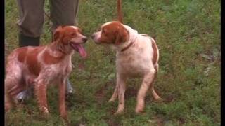 The Brittany Spaniel  Pet Dog Documentary English [upl. by Corbet]