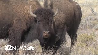 A bison gored an Arizona woman in Yellowstone the parks first such attack in 2023 [upl. by Ynohtnakram]