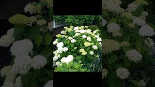 Do HYDRANGEAS Really NEED To Be PRUNED answer in video [upl. by Macmillan]