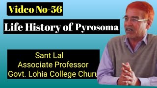 Life History Of Pyrosoma II MSc Final V PaperVideo No56 II [upl. by Tace965]