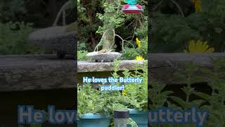 Goldfinch loves my Butterfly puddler birds nature goldfinch [upl. by Hamer]