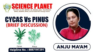 Cycas Vs Pinus Brief DiscussionExplain by Anju Mam of Science Planet [upl. by Phelgon]