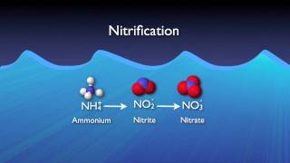 Nitrogen Removal Basics [upl. by Ahsinnod]