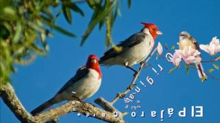 El Pájaro Cardenal🐦 El Original Mar Azul [upl. by Yrakaz]