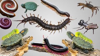 VERY CUTE MILLIPEDES AND CENTIPEDES [upl. by Cannell589]