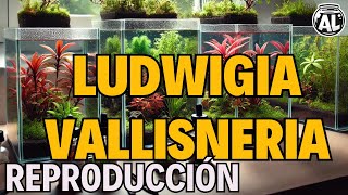 LUDWIGIA Y VALLISNERIA REPRODUCCIÓN [upl. by Benilda]