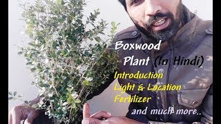 Boxwood Plant  In Hindi [upl. by Farrah]