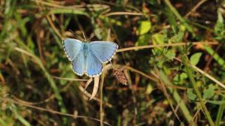 Adonis Blue Polyommatus bellargus Male [upl. by Milburr]