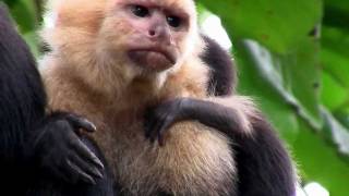 Primates What is a Primate [upl. by Refotsirk924]