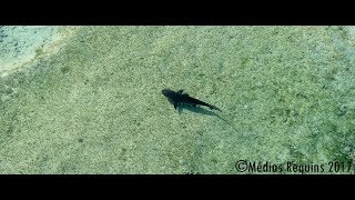 🇷🇪🦈Ile de la Réunion  un requin bouledogue juvénile filmé par un drone dans le lagon  10062017 [upl. by Shaw]