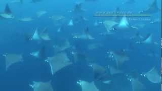 Hunderte Manta Mobulas in Galapagos Unvergessliche Momente Hundreds of mobula rays incredible [upl. by Ma]