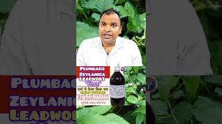 Plumbago zeylanicachitrak medicinal uses for all type of warm infection  weight loss [upl. by Anavrin]